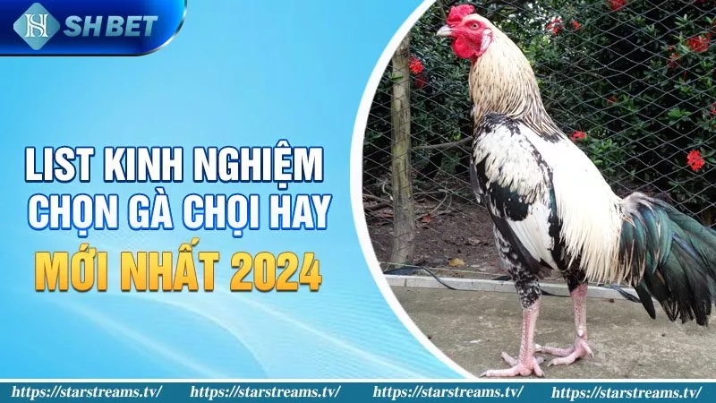 Bật Mí Kinh Nghiệm Chọn Gà Chọi Hay Gia Tăng Tỉ Lệ Thắng 2 List kinh nghiệm chọn gà chọi hay mới nhất 2024